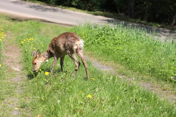 Jeunes oeufs malades (Capreolus capreolus) ) — Photo