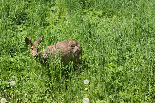 Άρρωστος νέους roe (Capreolus capreolus) — Φωτογραφία Αρχείου