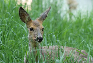 Hasta genç Karaca (Capreolus capreolus) 