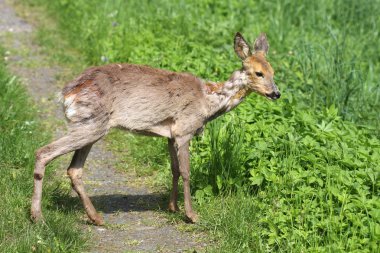 Hasta genç Karaca (Capreolus capreolus) 