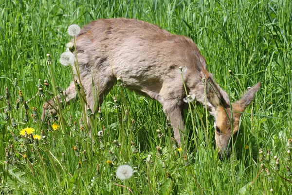 Jeunes oeufs malades (Capreolus capreolus) ) — Photo