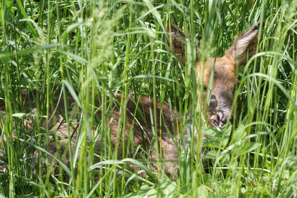 Άρρωστος νέους roe (Capreolus capreolus) — Φωτογραφία Αρχείου