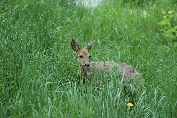 Άρρωστος νέους roe (Capreolus capreolus) — Φωτογραφία Αρχείου