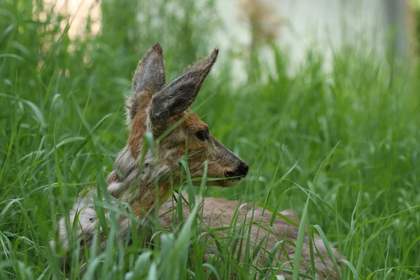 Άρρωστος νέους roe (Capreolus capreolus) — Φωτογραφία Αρχείου