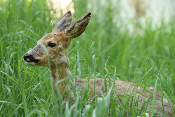 Sick young roe (Capreolus capreolus) 