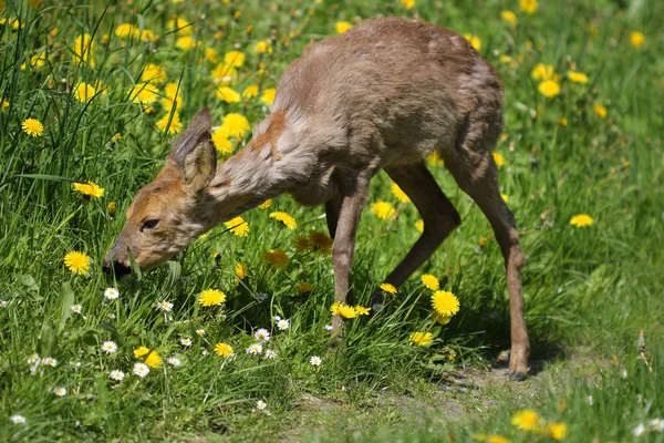 Jeunes oeufs malades (Capreolus capreolus) ) — Photo