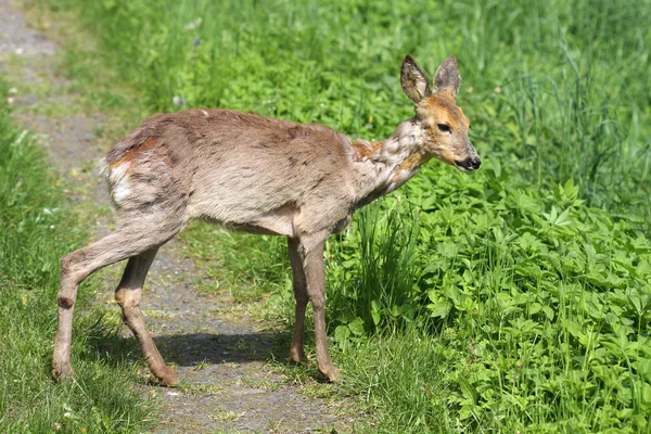 Jeunes oeufs malades (Capreolus capreolus) ) — Photo