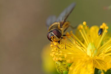 Hypericum çiçekler üzerinde Hoverfly (Reçel sineği)