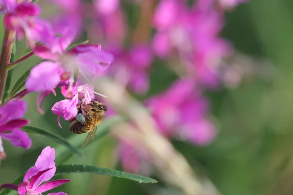 Honeybee  on pink summer flower in the morning — Stock Photo, Image