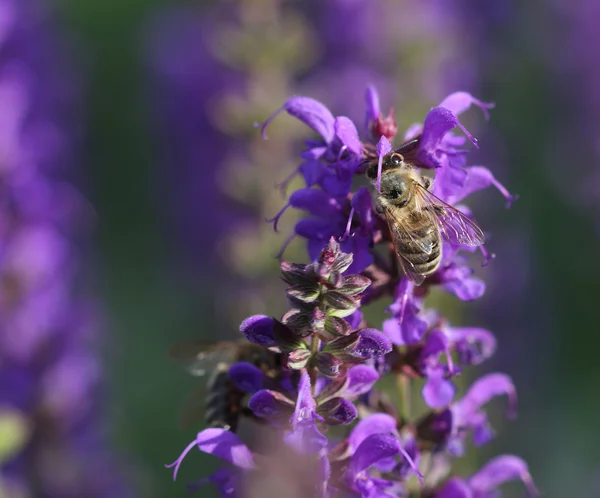 Honeybee collects  nectar  on a bloom of lavender — Stock Photo, Image