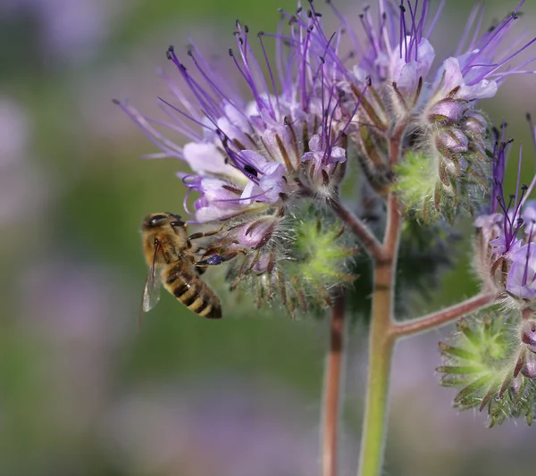 Close-up of  phacelia  flower (phacelia tanacetifolia) and  hone — Stock Photo, Image