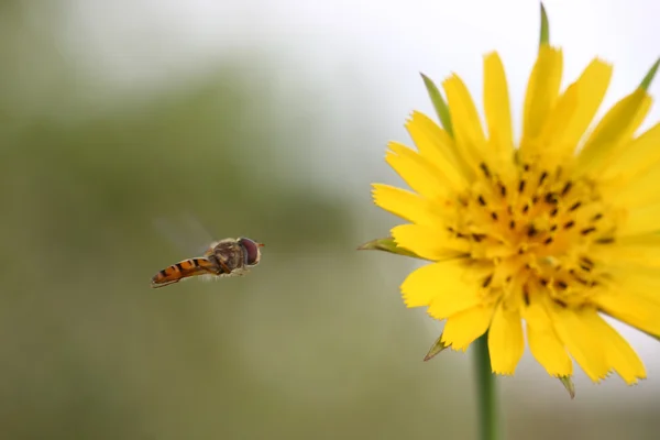 Που φέρουν hoverfly (Episyrphus balteatus) σε κίτρινο λουλούδι (κρηπίδα — Φωτογραφία Αρχείου