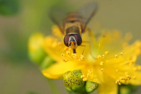 金丝桃属植物花蚜 (黑带食蚜蝇) — 图库照片