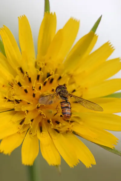 Blomflugor (Flyttblomflugor balteatus) på gul blomma (Crepis vesicar — Stockfoto