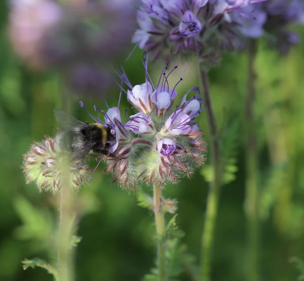 Close-up of  phacelia  flower (phacelia tanacetifolia) and humbl — Stock Photo, Image