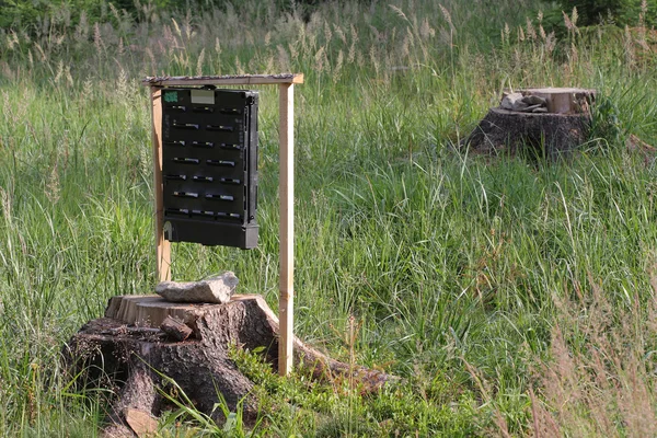 Piège à phéromones pour scolytes dans l'herbe d'un pré près de la forêt — Photo