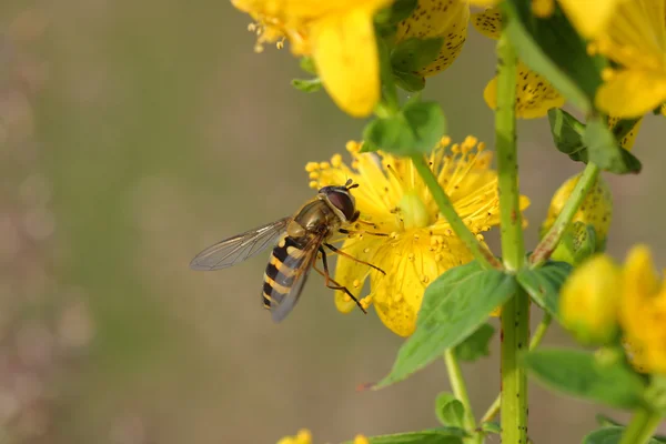 Hoverfly (Episyrphus balteatus) en flores Hypericum —  Fotos de Stock