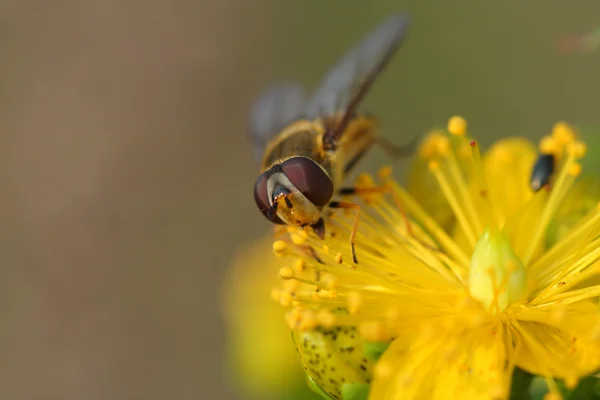 Hoverfly (Episyrphus balteatus) em flores Hypericum — Fotografia de Stock