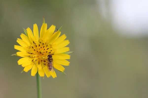 Blomflugor (Flyttblomflugor balteatus) på gul blomma (Crepis vesicar — Stockfoto