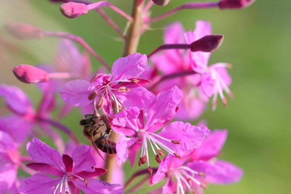 Honeybee  on pink summer flower in the morning — Stock Photo, Image