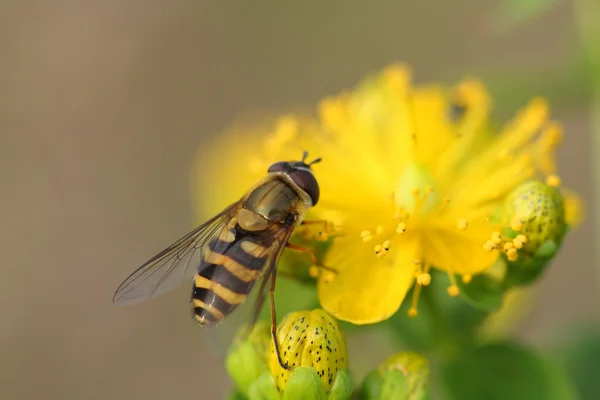 Blomflugor (Flyttblomflugor balteatus) på Hypericum blommor — Stockfoto
