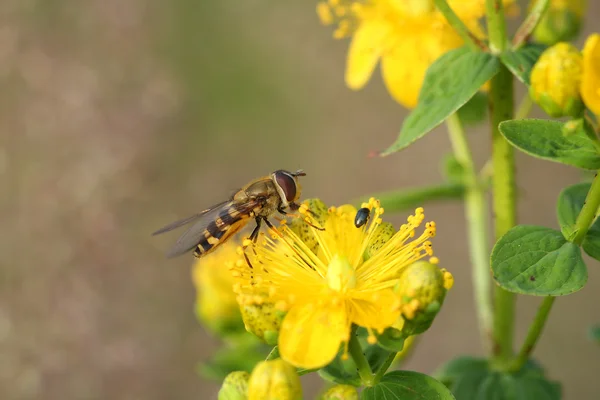 Blomflugor (Flyttblomflugor balteatus) på Hypericum blommor — Stockfoto