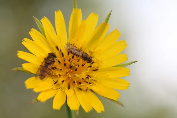 Hoverfly (Episyrphus balteatus) σε κίτρινο λουλούδι (κρηπίδα vesicar — Φωτογραφία Αρχείου