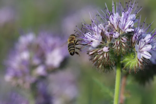 Close-up of  phacelia  flower (phacelia tanacetifolia) and  hone — Stock Photo, Image