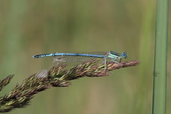 La demoiselle bleue (Enallagma cyathigerum) est assise sur une herbe par — Photo