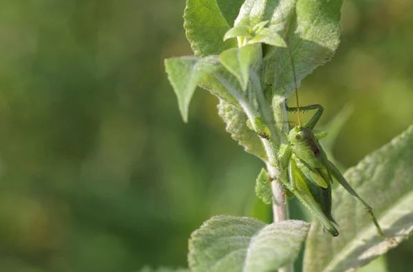 Sauterelle verte (Tettigonia viridissima) assise sur une feuille — Photo