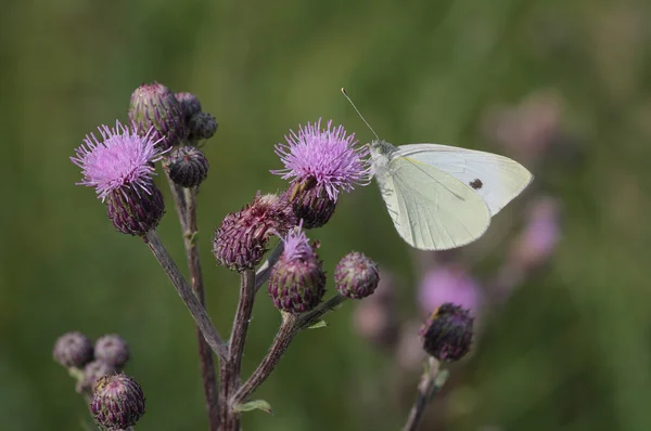 Le papillon blanc (Pieris brassicae) est assis sur un chardon fleuri (Carte — Photo