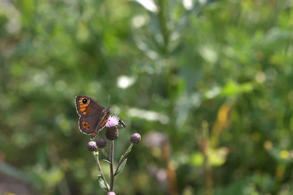 Woodland Ringlet (Erebia medusa) est assis sur un chardon fleuri (Cardus — Photo