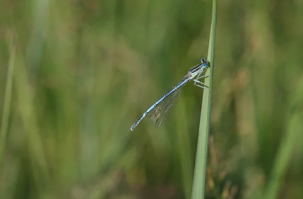 Běžné modrá Motýlice (Enallagma cyathigerum) leží na trávě ve — Stock fotografie