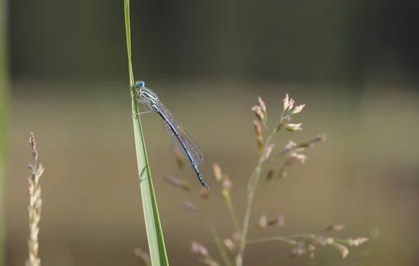 La demoiselle bleue (Enallagma cyathigerum) est assise sur une herbe par — Photo