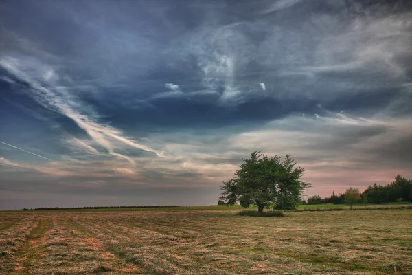 Hora do nascer do sol na manhã de verão, prado com grama cortada, tr solitário — Fotografia de Stock