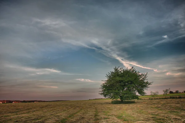 Čas východu v letní ráno, louka s posečené trávy, osamělý tr — Stock fotografie