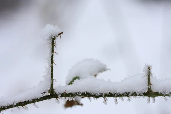 Doornige struik bedekt met sneeuw in het bos — Stockfoto