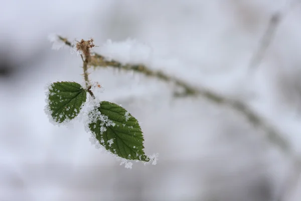 Ahududu yeşil frost ile yakından görmek kapalı bırakır — Stok fotoğraf