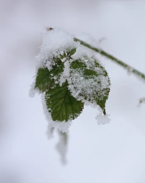 Hallon gröna blad täckt med frost, närbild. — Stockfoto