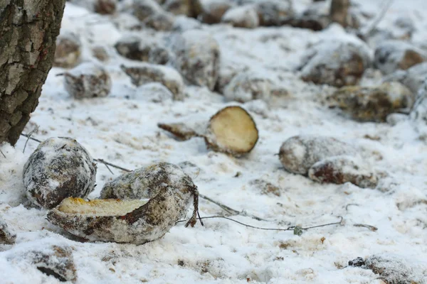 Sugar beet for feeding animals on ground in snow — Stock Photo, Image