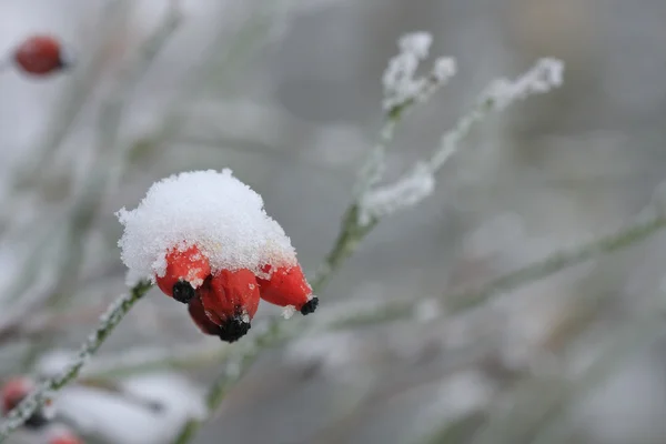 Fourches de roses congelées recouvertes de neige — Photo