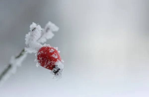 Zmrazené šípkovou sněhová pokrývka — Stock fotografie