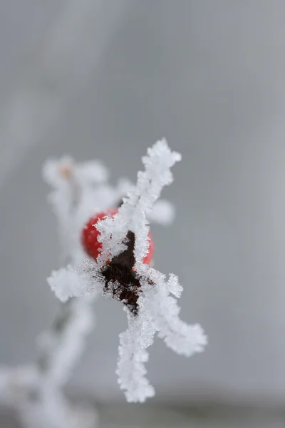 Frusna nypon täckt av snö — Stockfoto