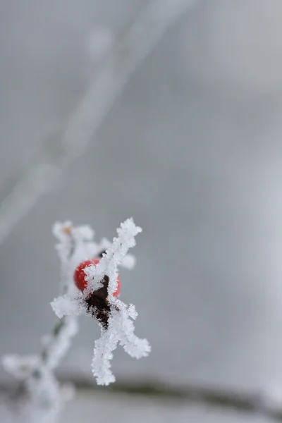 Frusna nypon täckt av snö — Stockfoto