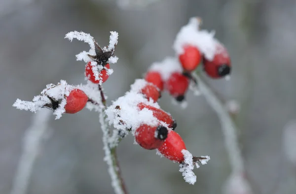 Fourches de roses sauvages congelées avec givre hirsute — Photo
