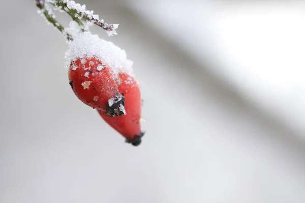 Gefrorene Hagebutten vom Schnee bedeckt — Stockfoto