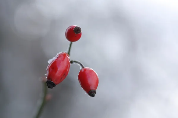 Заморожені стегна троянд вкриті снігом — стокове фото