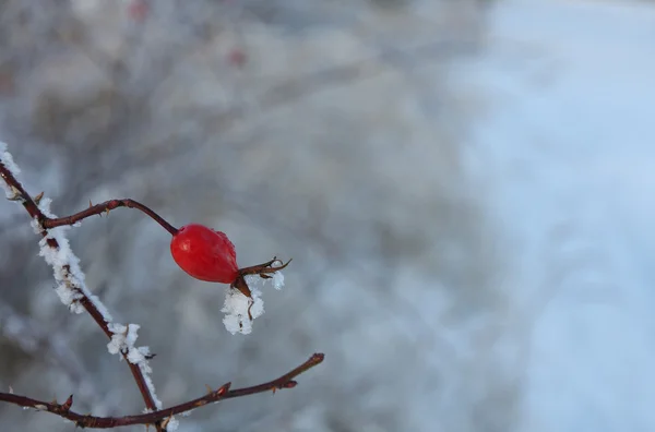 Hanche rose congelée recouverte de neige — Photo