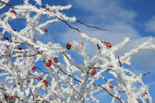 Fourches de roses congelées recouvertes de neige et de ciel bleu — Photo