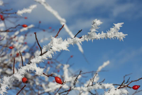 Gefrorene Hagebutten bedeckt von Schnee und blauem Winterhimmel — Stockfoto